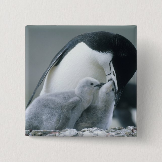 Chinstrap Penguins, Pygoscelis antarctica), Button (Front)