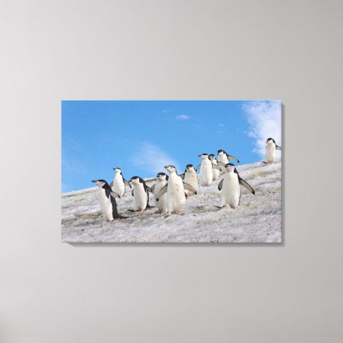 chinstrap penguins Pygoscelis antarctica Canvas Print