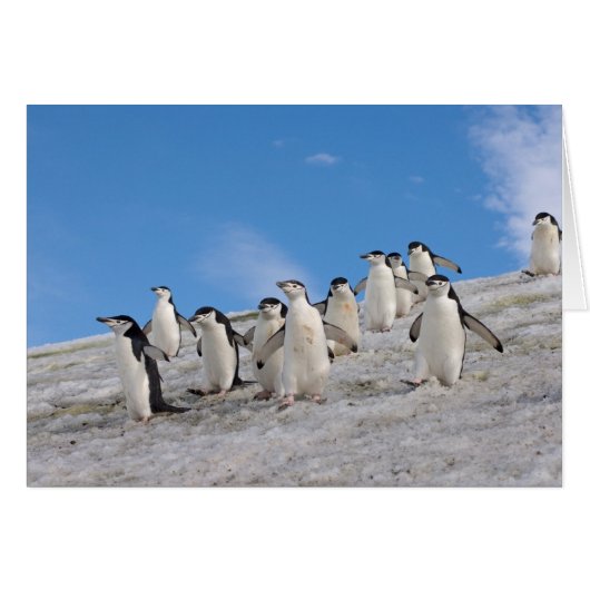 Chinstrap Penguins | Pygoscelis Antarctica Cards (Front Horizontal)