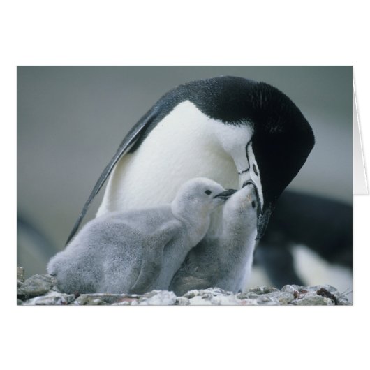 Chinstrap Penguins, Pygoscelis antarctica), Cards (Front Horizontal)