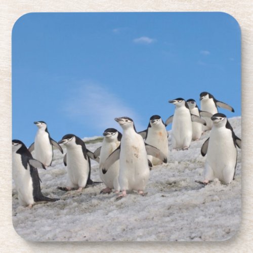 chinstrap penguins Pygoscelis antarctica Coaster