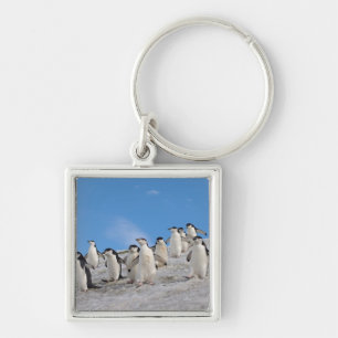 Chinstrap Penguins Pygoscelis Antarctica Keychain