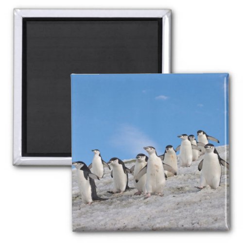 chinstrap penguins Pygoscelis antarctica Magnet