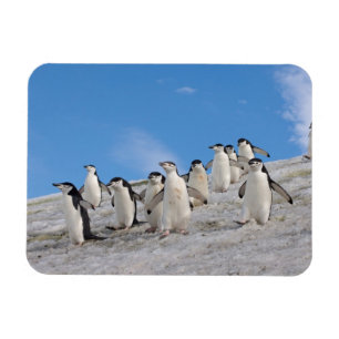 Chinstrap Penguins   Pygoscelis Antarctica Magnet