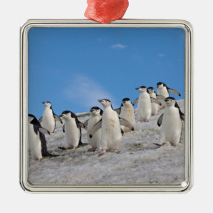 Chinstrap Penguins   Pygoscelis Antarctica Metal Ornament