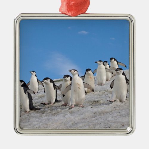 chinstrap penguins Pygoscelis antarctica Metal Ornament