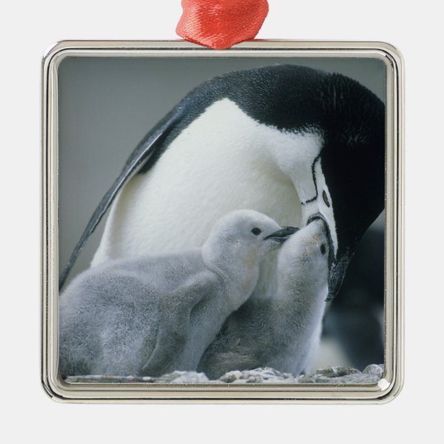 Chinstrap Penguins, Pygoscelis antarctica), Metal Ornament (Front)