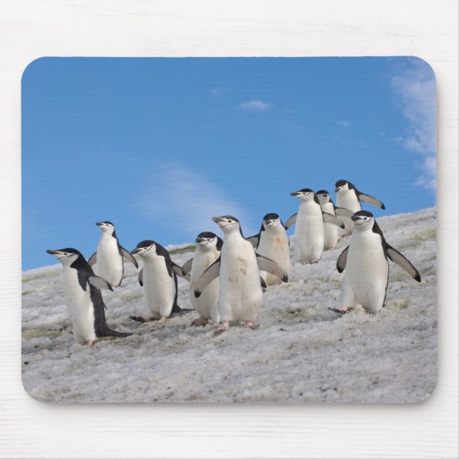 Chinstrap Penguins | Pygoscelis Antarctica Mouse Pad (Front)