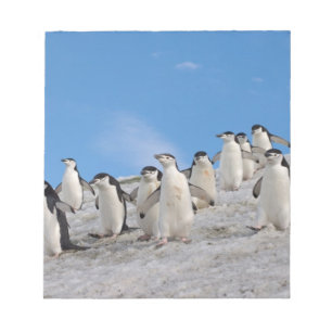 Chinstrap Penguins Pygoscelis Antarctica Notepad