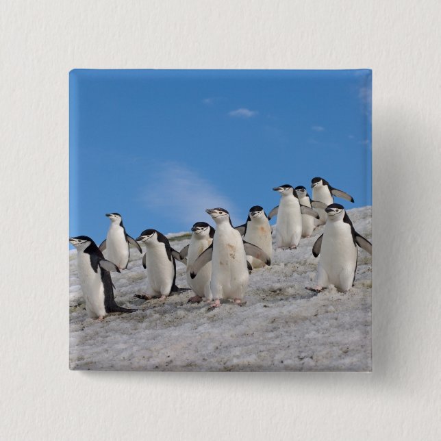 Chinstrap Penguins | Pygoscelis Antarctica Pinback Button (Front)