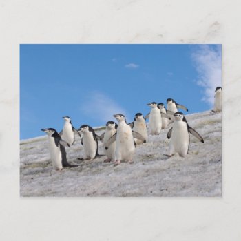 Chinstrap Penguins  Pygoscelis Antarctica  Postcard by theworldofanimals at Zazzle