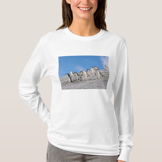 Chinstrap Penguins | Pygoscelis Antarctica T-Shirt (Front)