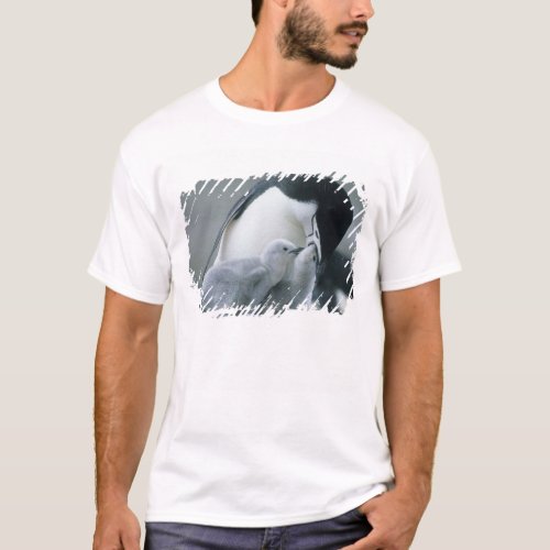 Chinstrap Penguins Pygoscelis antarctica T_Shirt