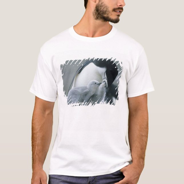 Chinstrap Penguins, Pygoscelis antarctica), T-Shirt (Front)