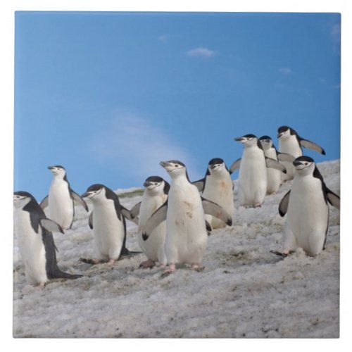 chinstrap penguins Pygoscelis antarctica Tile