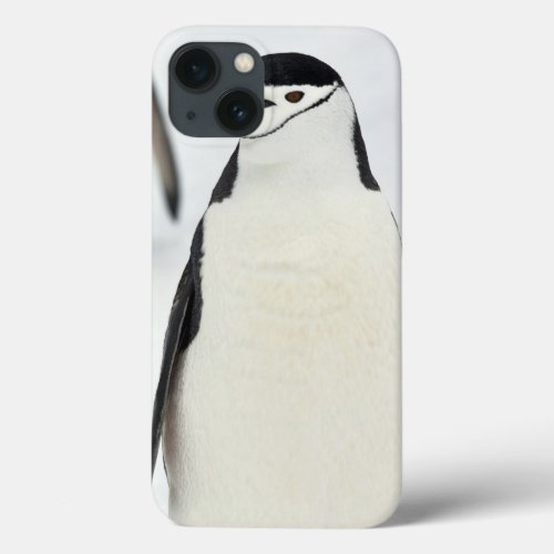 Chinstrap Penguins Pygoscelis antarcticus iPhone 13 Case