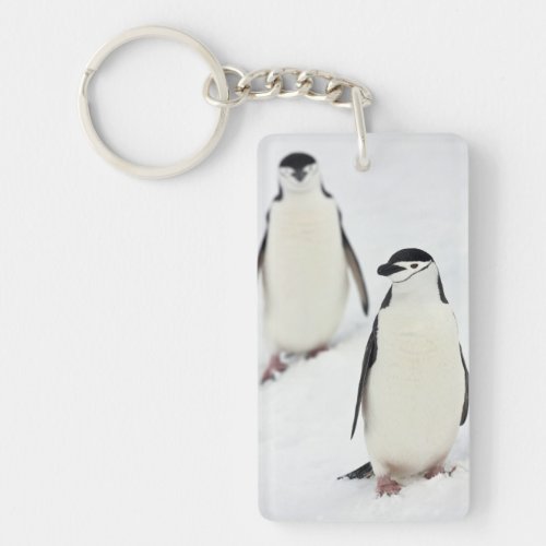 Chinstrap Penguins Pygoscelis antarcticus Keychain