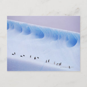 Chinstrap Penguins South Orkney Islands Postcard