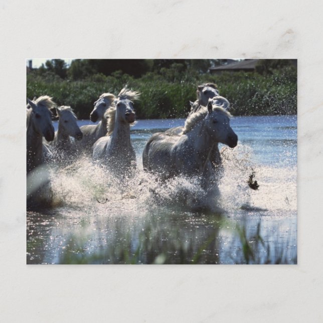 Chintoteague Ponies Crossing Channel Postcard (Front)