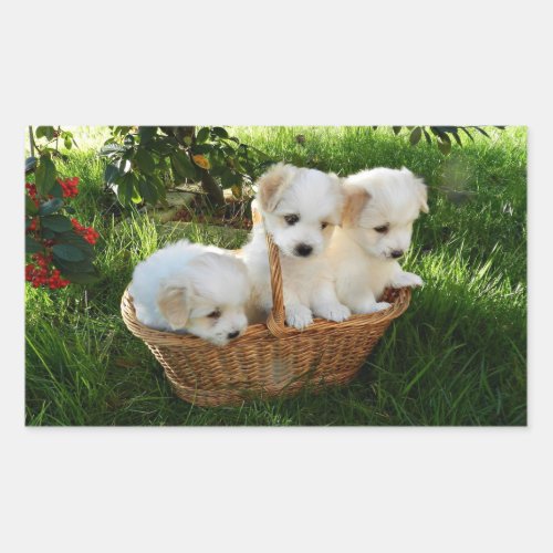 Chiots Coton de Tulear Puppies Rectangular Sticker