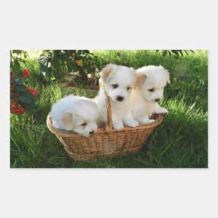 Chiots, Coton de Tulear, Puppies Rectangular Sticker