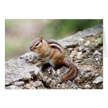 Chipmunk by Captain_Panama at Zazzle