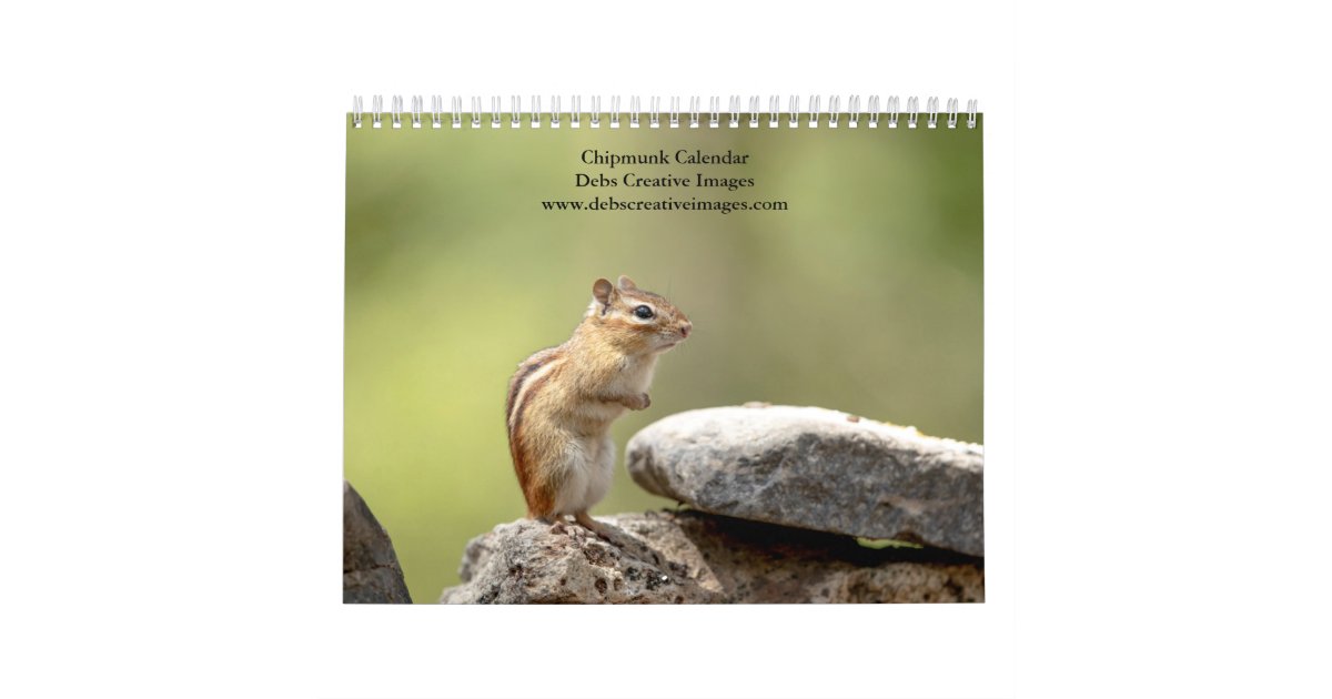 Chipmunk 2024 calendar Zazzle