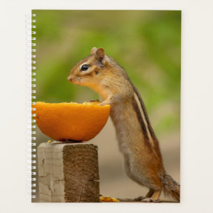 Chipmunk 2026 Planner Adirondack Mountains