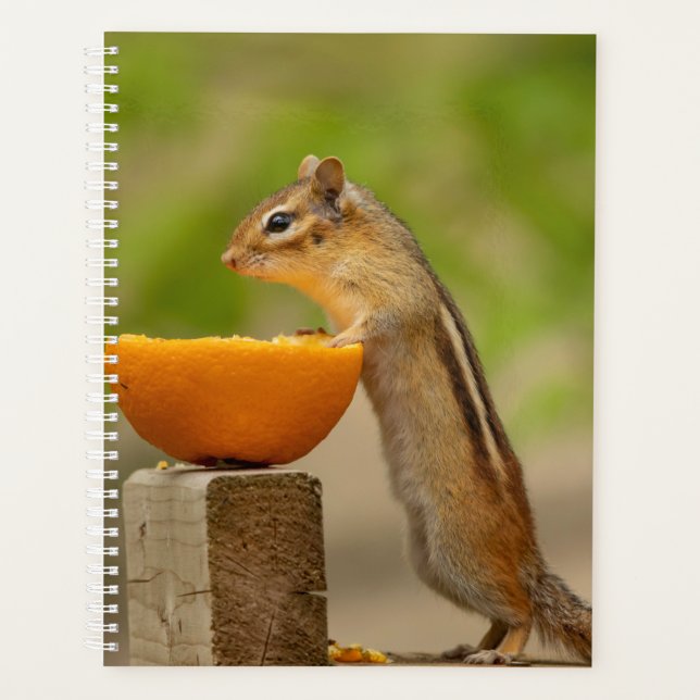 Chipmunk 2026 Planner | Adirondack Mountains (Front)