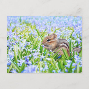 Chipmunk and Blue Spring Flowers Postcard