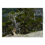 Chipmunk at Two Medicine Lake Overlook Cards
