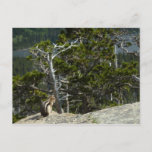 Chipmunk at Two Medicine Lake Overlook Postcard