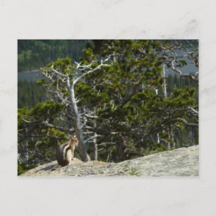 Chipmunk at Two Medicine Lake Overlook Postcard
