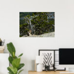 Chipmunk at Two Medicine Lake Overlook Poster