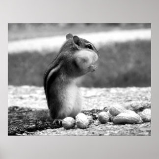 Chipmunk black&white - Print