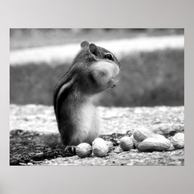Chipmunk black&white - Print (Front)