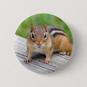Chipmunk Button