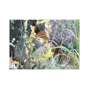 Chipmunk Posters & Photo Prints | Zazzle