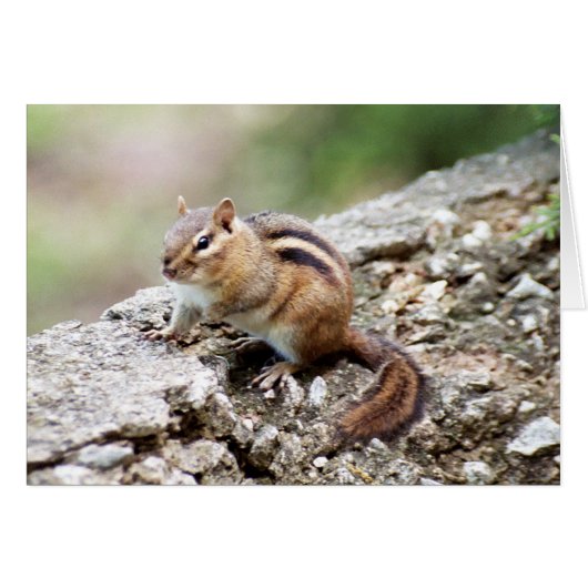 Chipmunk Cards (Front Horizontal)