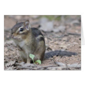 Chipmunk Cards (Front Horizontal)