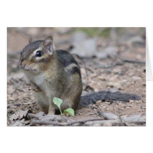 Chipmunk Cards (Front Horizontal)