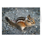 Chipmunk Cards (Front Horizontal)