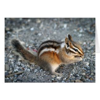 Chipmunk Cards