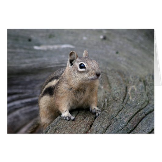 chipmunk cards (Front Horizontal)