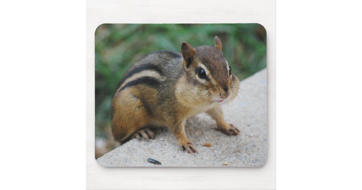 why do chipmunks have big cheeks