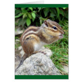 Chipmunk Chewing Cards (Front)