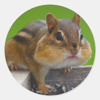 chipmunk classic round sticker