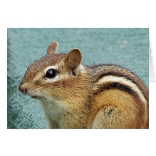 Chipmunk Close Up Cards (Front Horizontal)
