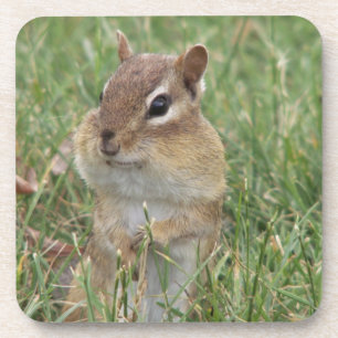 Chipmunk coaster
