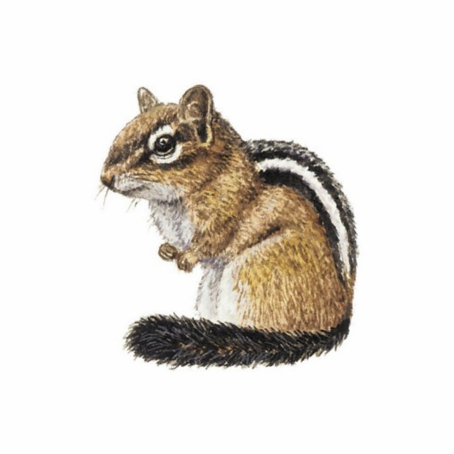 Chipmunk Cutout (Front)